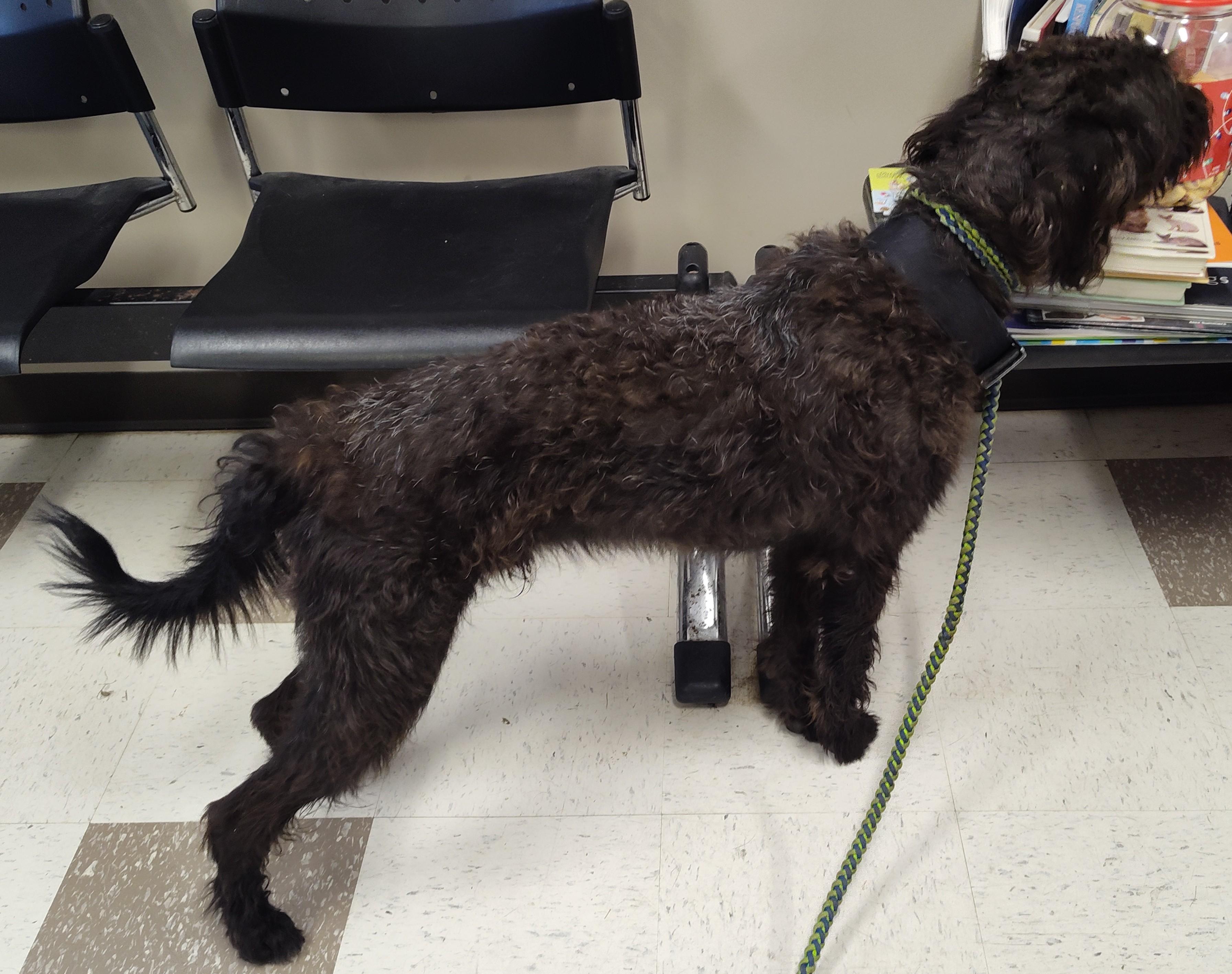 SCOOTER, an adoptable Labradoodle in Claremore, OK, 74017 | Photo Image 2