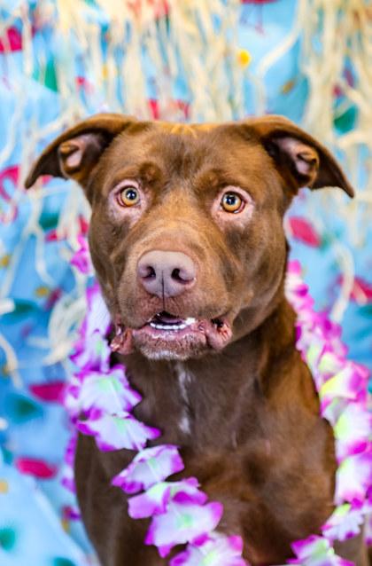 Oakley, a Adoptable mixed breed in Dothan, AL image 2/3