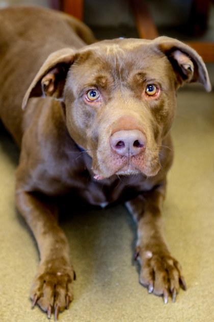 Enlarge Oakley, a Adoptable mixed breed in Dothan, AL image 1/1