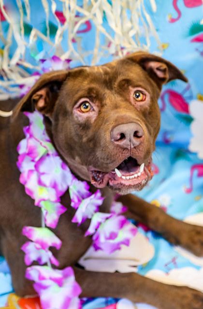 Oakley, a Adoptable mixed breed in Dothan, AL image 3/3