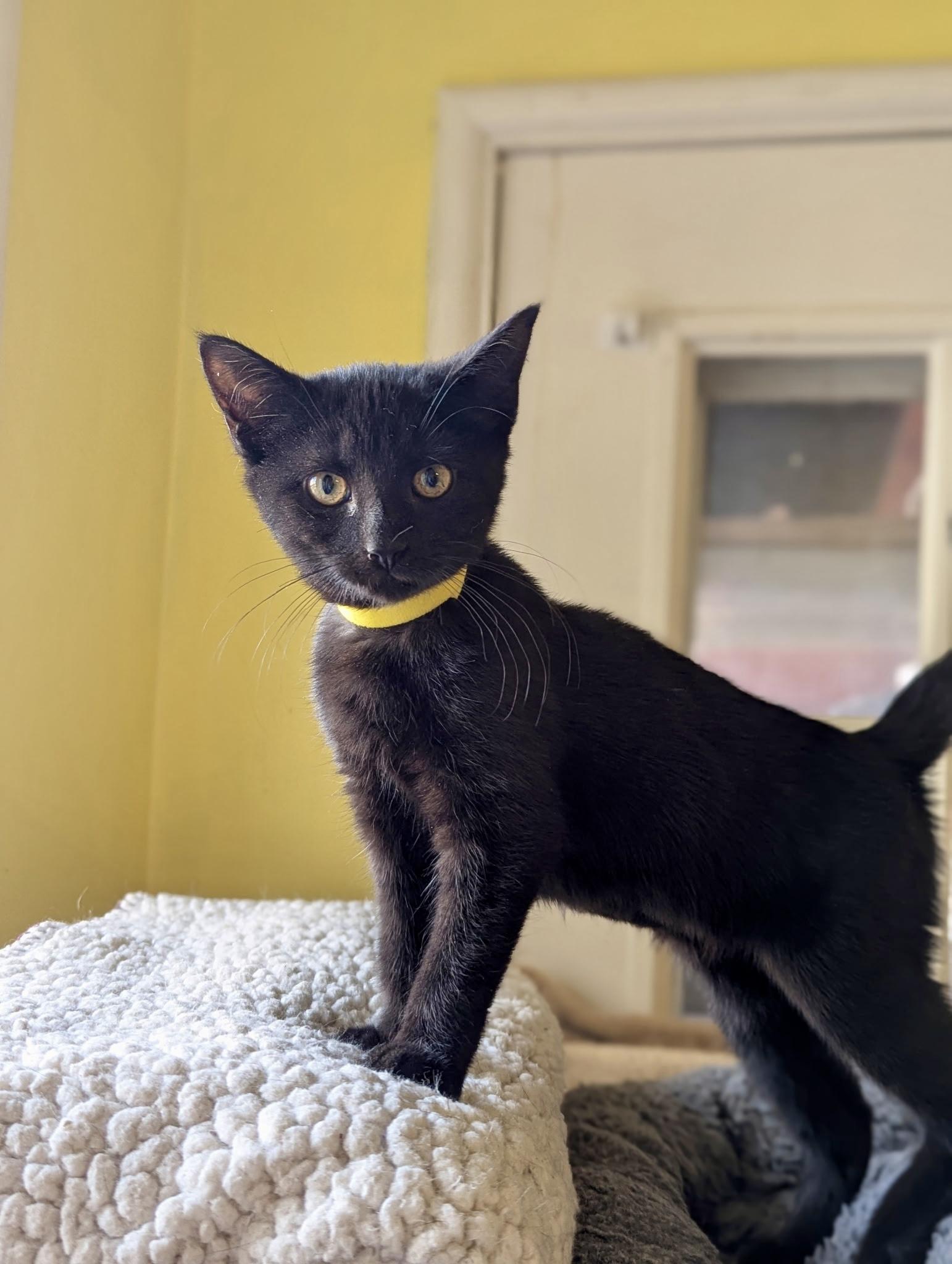 Enlarge Patience , a ADOPTABLE mixed breed in Liverpool, NY image 1/2