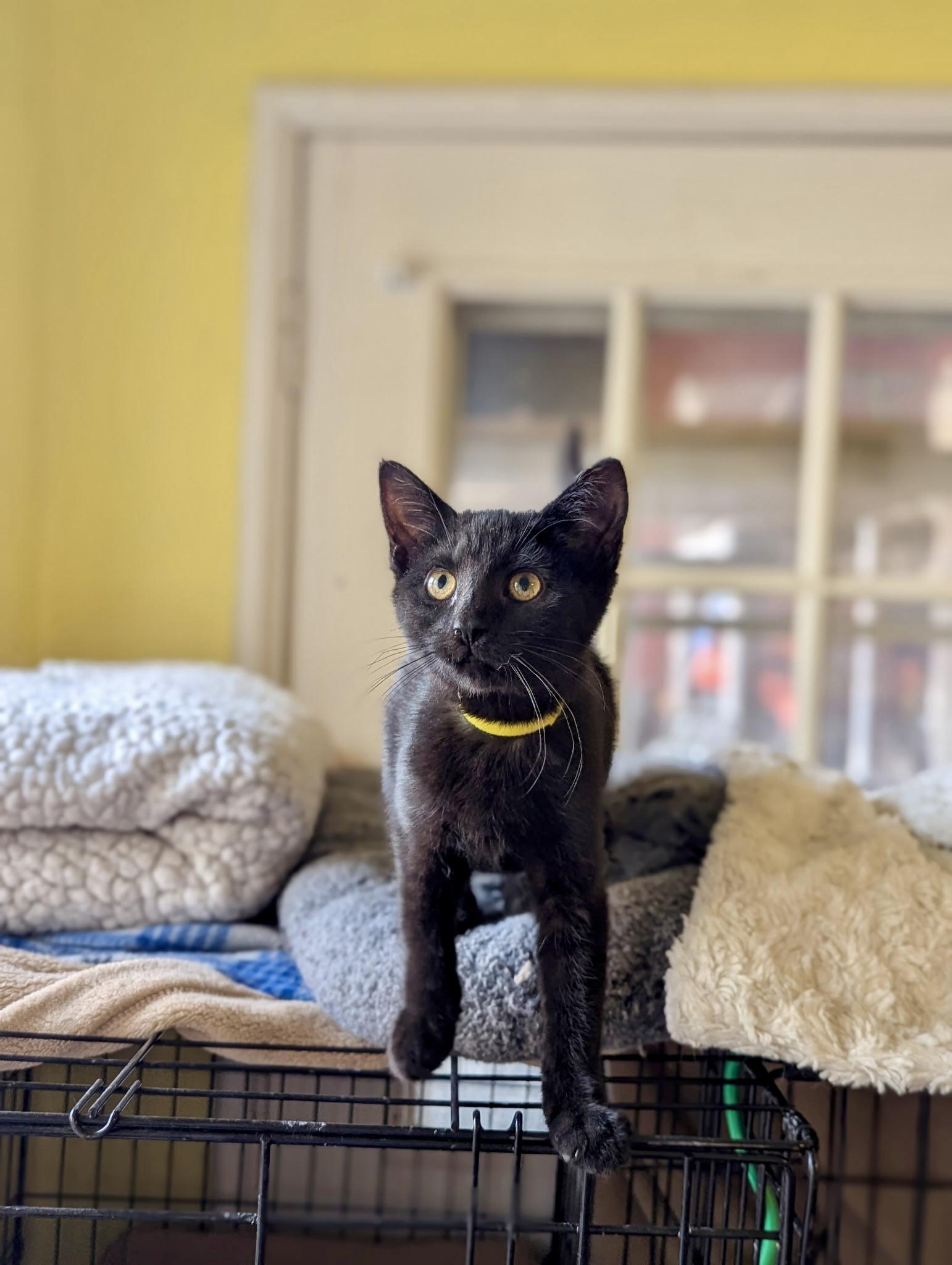 Enlarge Patience , a ADOPTABLE mixed breed in Liverpool, NY image 2/2