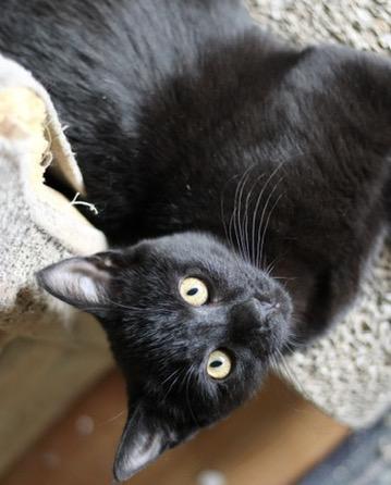 Patience , adopted, Kitten Female Domestic Short Hair.