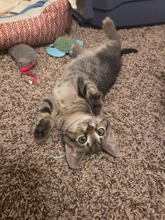 Cali, ADOPTABLE, Young Male Domestic Short Hair.