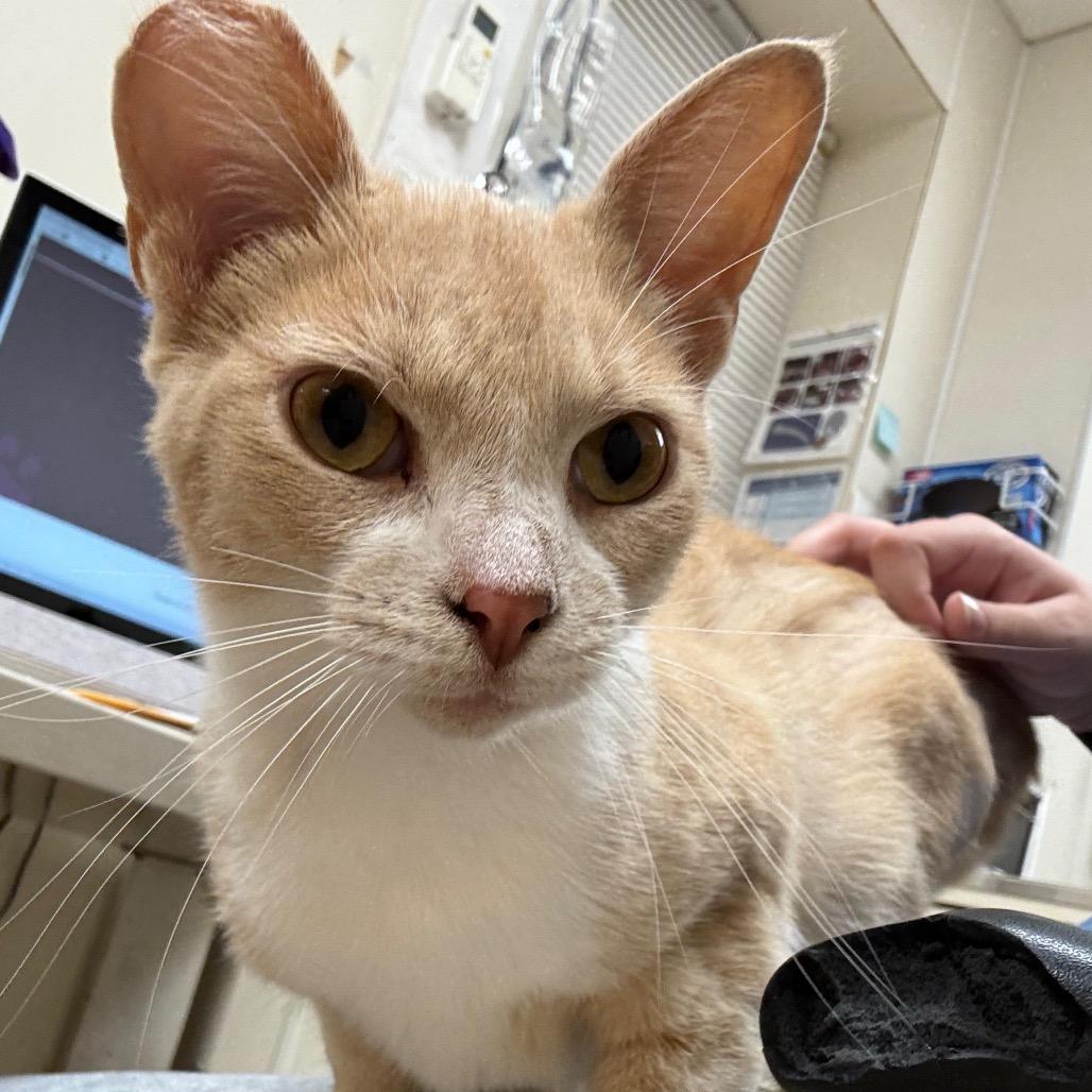 Bailey, Adoptable, Adult Female Domestic Short Hair.