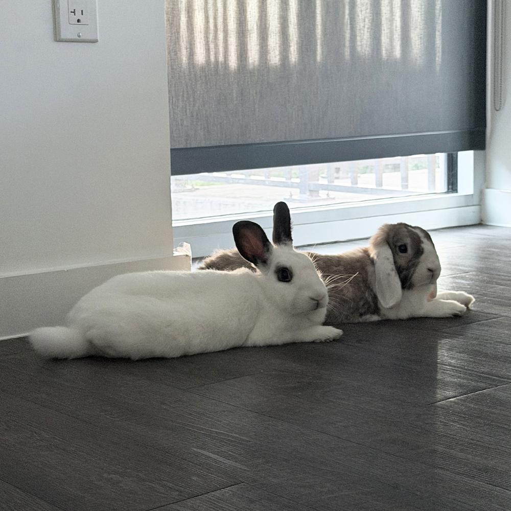 Enlarge Manicotti and Tortellini, a Adoptable English Spot in Houston, TX image 3/4