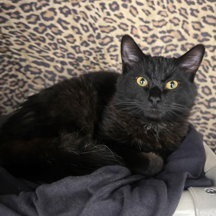 Enlarge Cookies, a Adoptable Domestic Medium Hair in Hopkinton, MA image 1/1