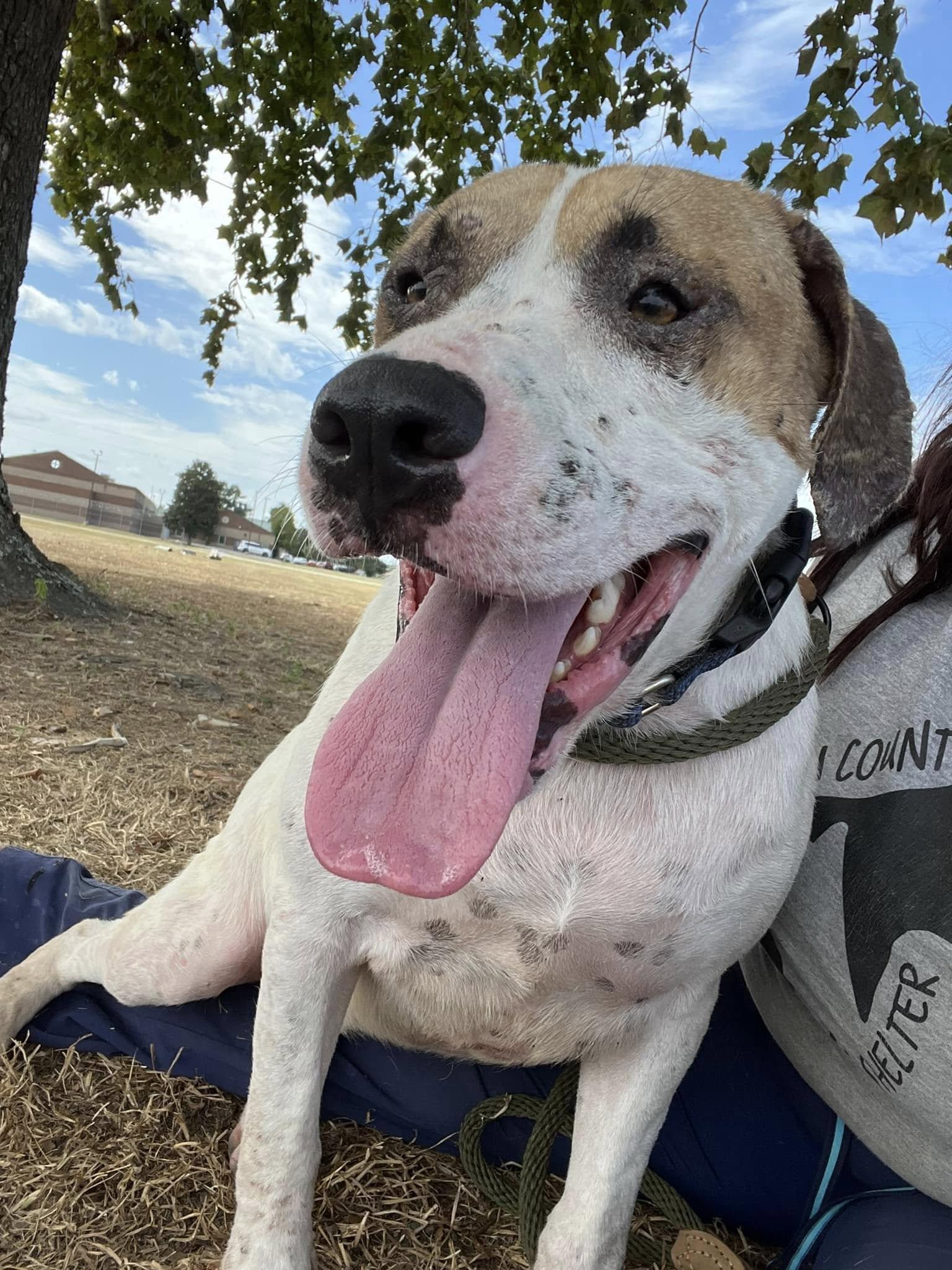 Enlarge Ed & Edd, a Adoptable mixed breed in Mullins, SC image 1/4