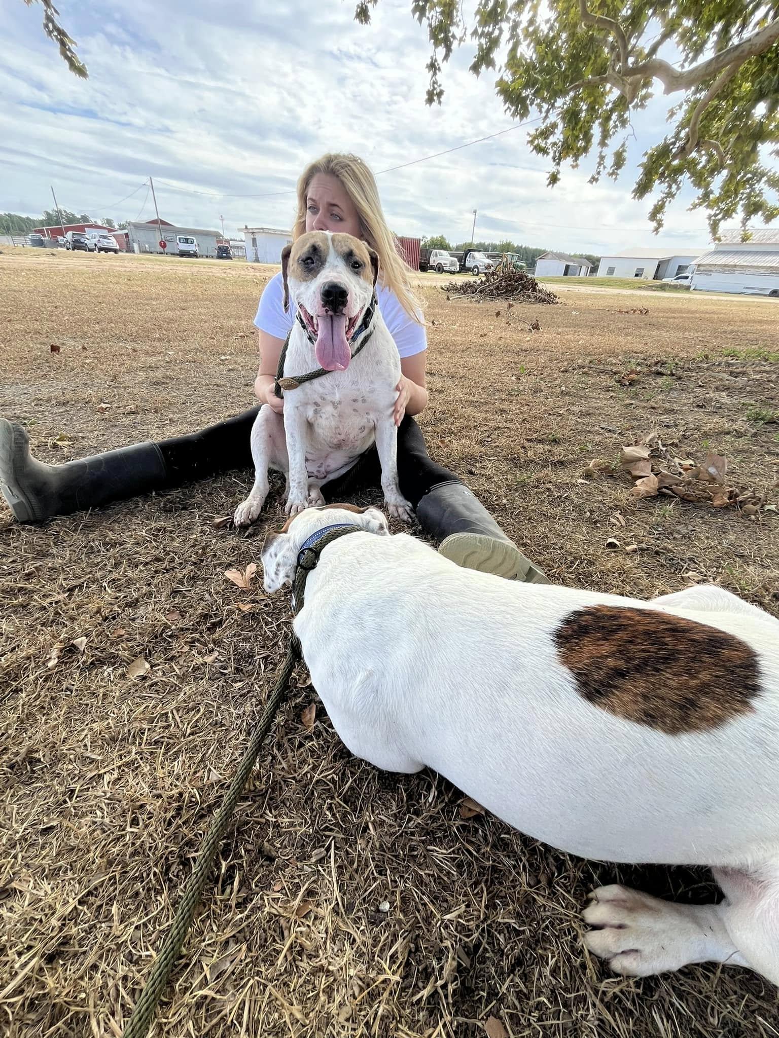 Enlarge Ed & Edd, a Adoptable mixed breed in Mullins, SC image 2/4
