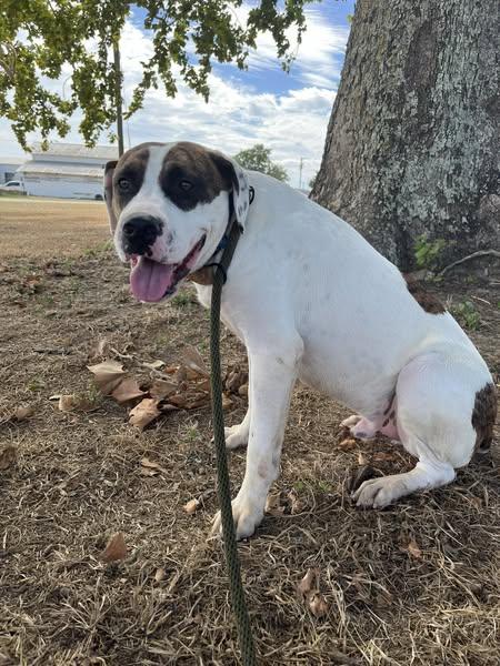 Enlarge Ed & Edd, a Adoptable mixed breed in Mullins, SC image 3/4