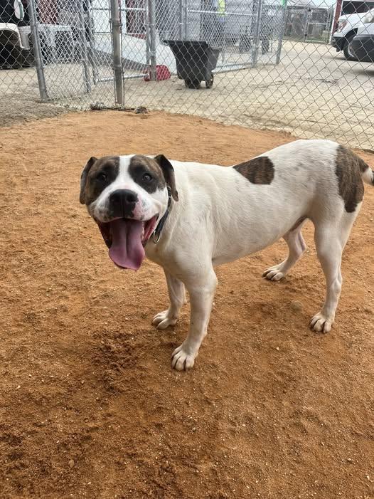 Enlarge Ed & Edd, a Adoptable mixed breed in Mullins, SC image 4/4