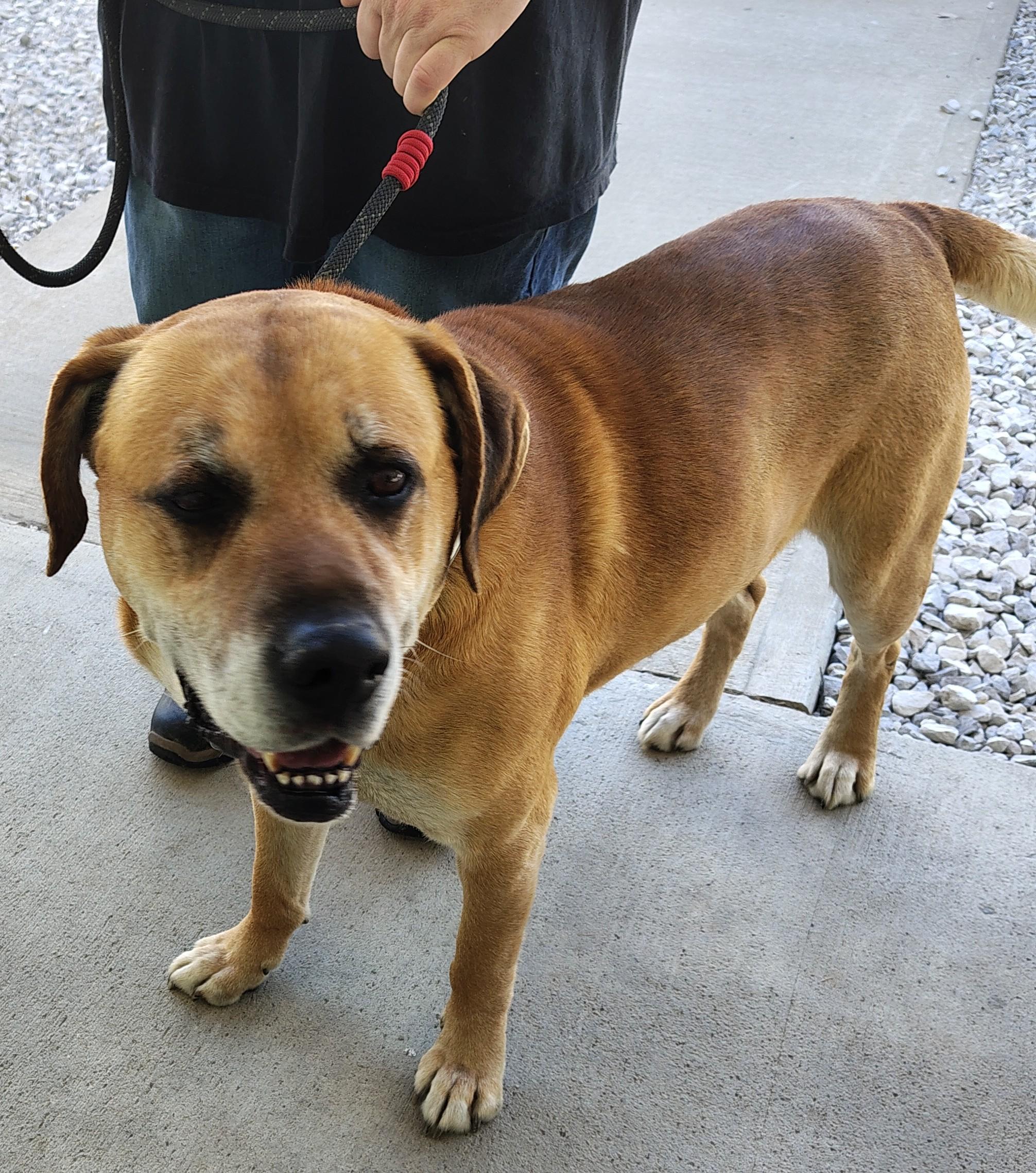 Enlarge Duke, a Adoptable mixed breed in Fayetteville, WV image 1/4