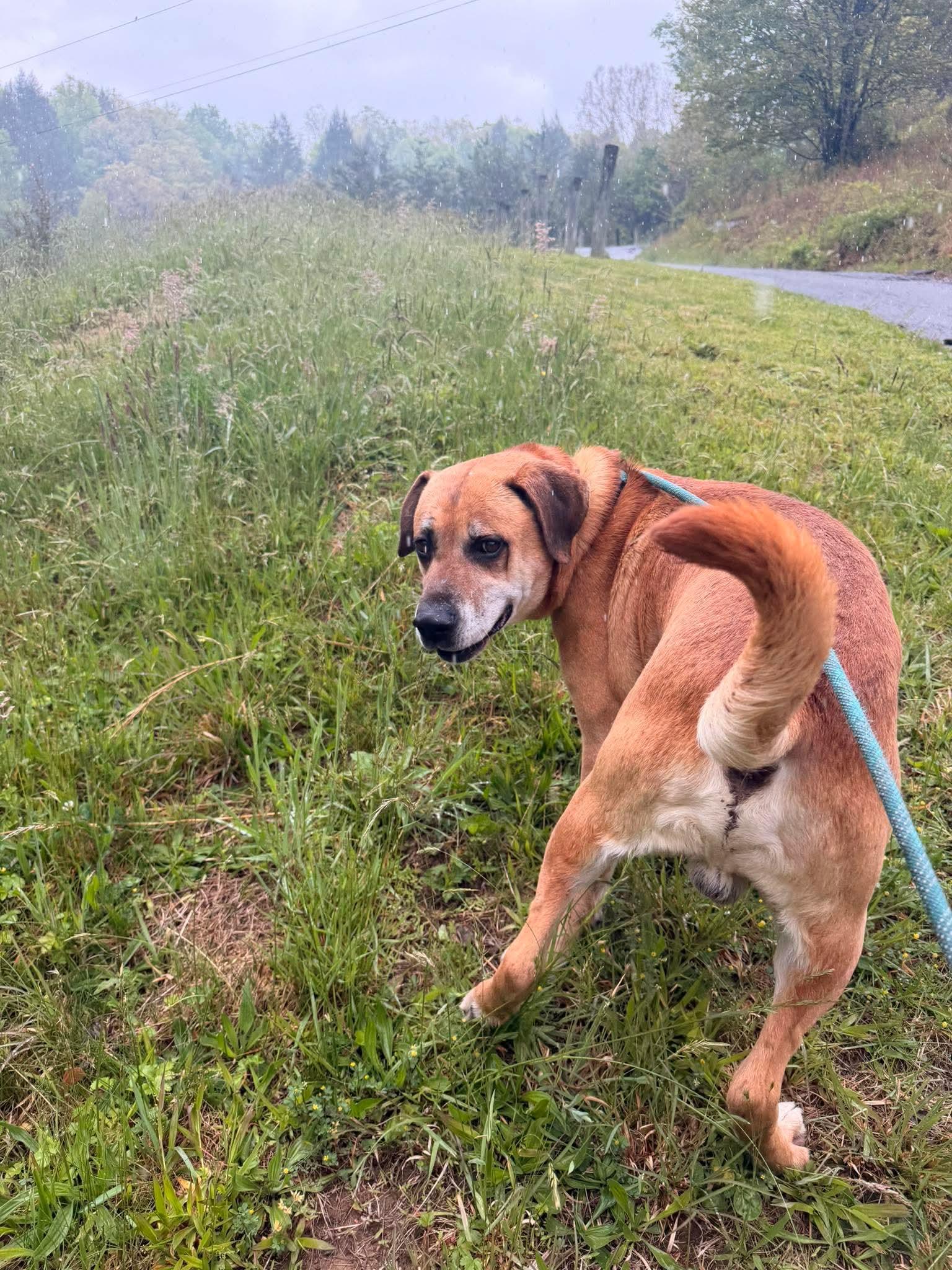 Enlarge Duke, a Adoptable mixed breed in Fayetteville, WV image 2/4