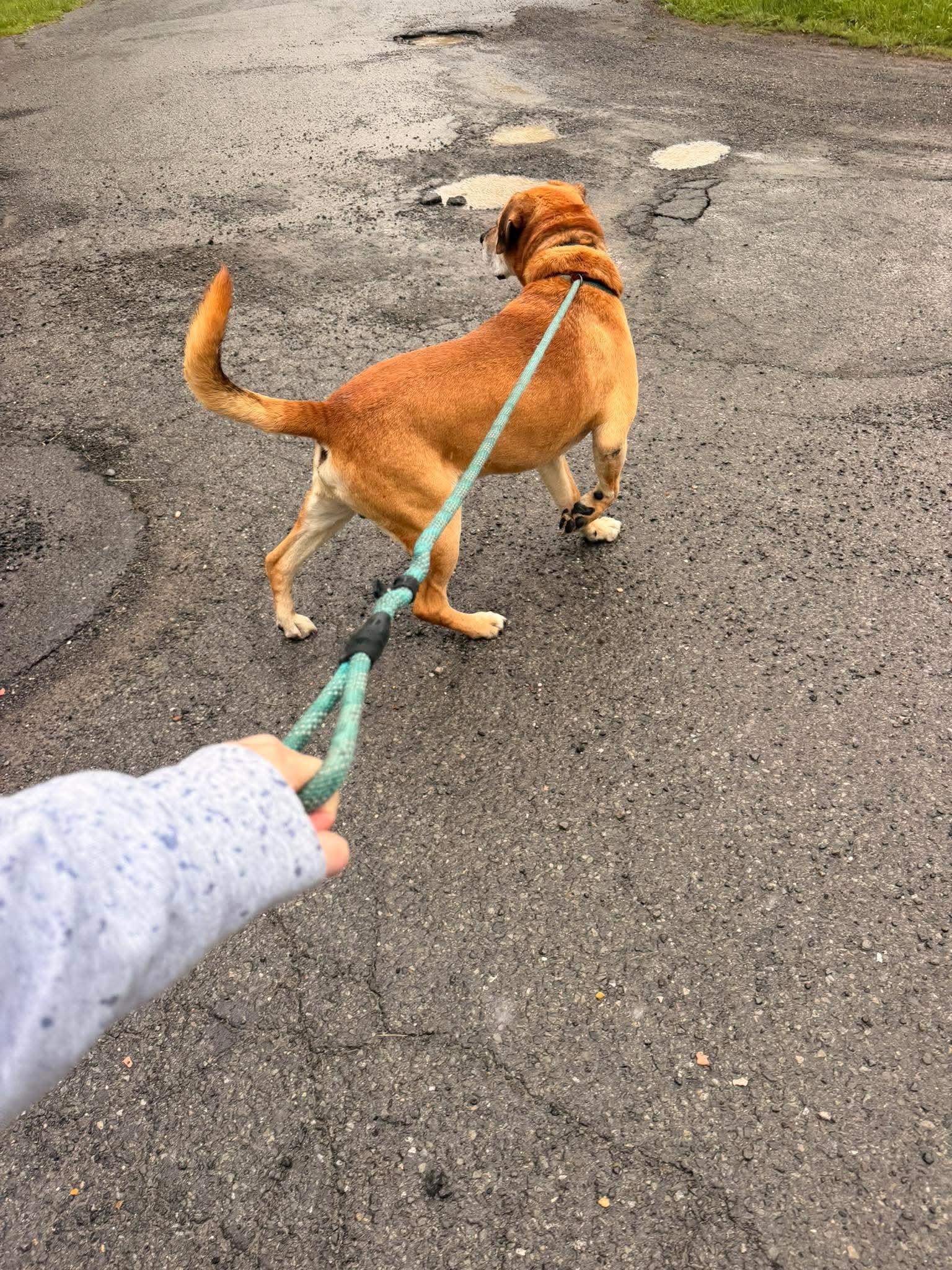 Enlarge Duke, a Adoptable mixed breed in Fayetteville, WV image 3/4