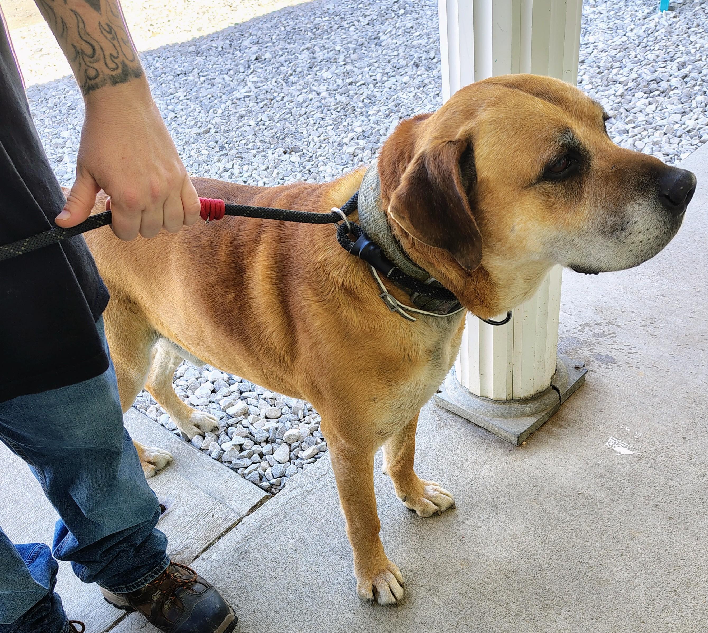 Enlarge Duke, a Adoptable mixed breed in Fayetteville, WV image 4/4
