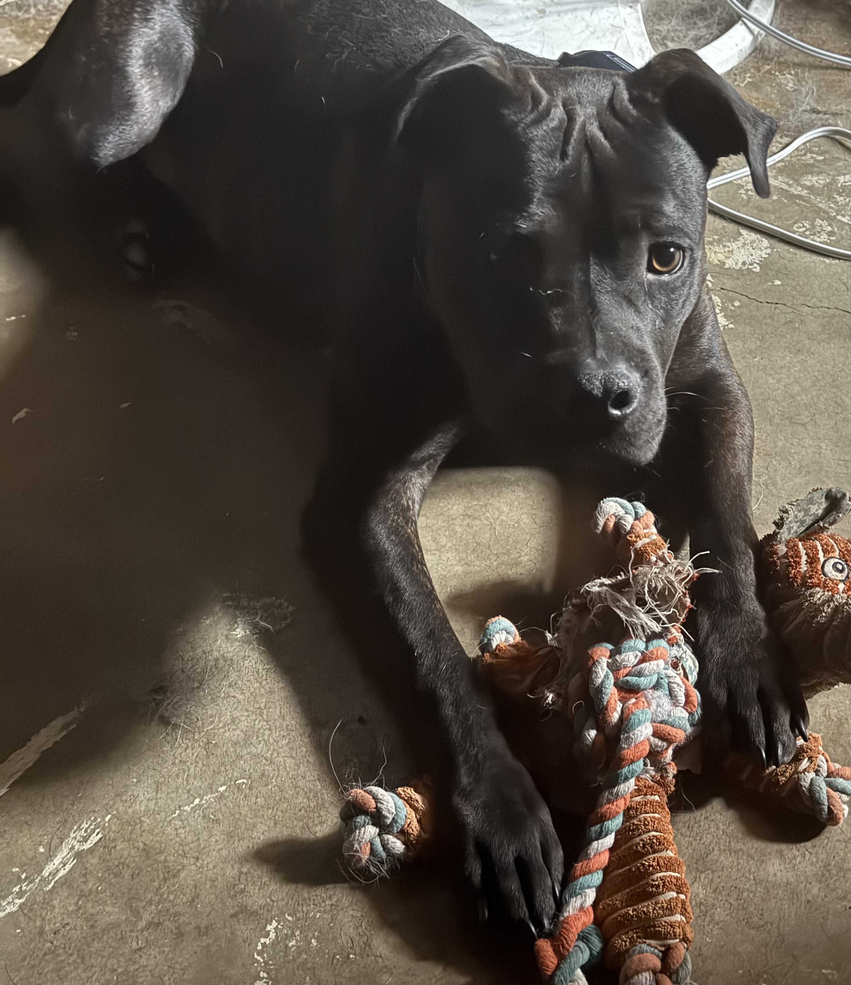 Boomer GDP, Adoptable, Young Male Staffordshire Bull Terrier.