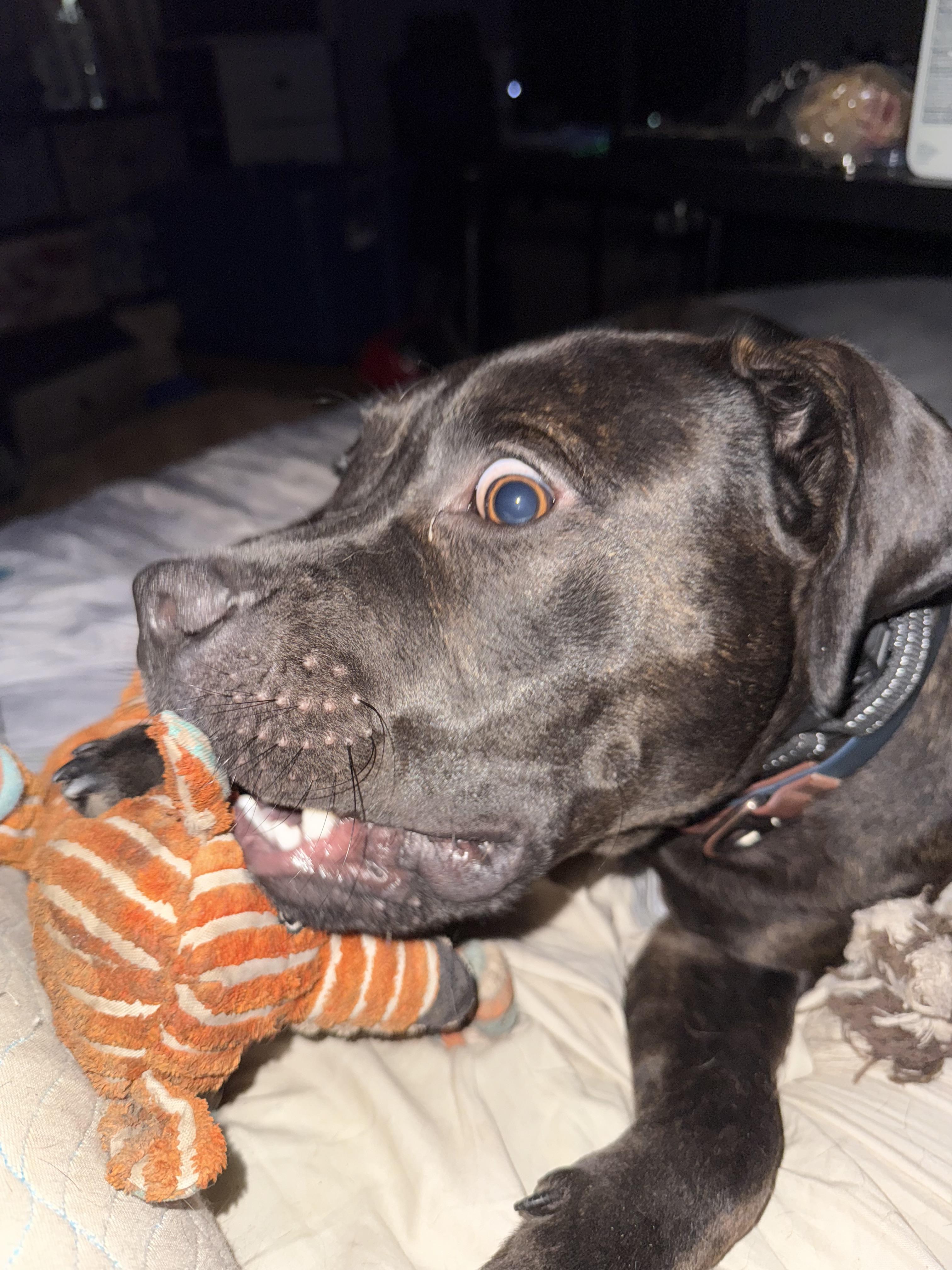 Boomer GDP, a Adoptable Staffordshire Bull Terrier in Denton, TX image 2/3