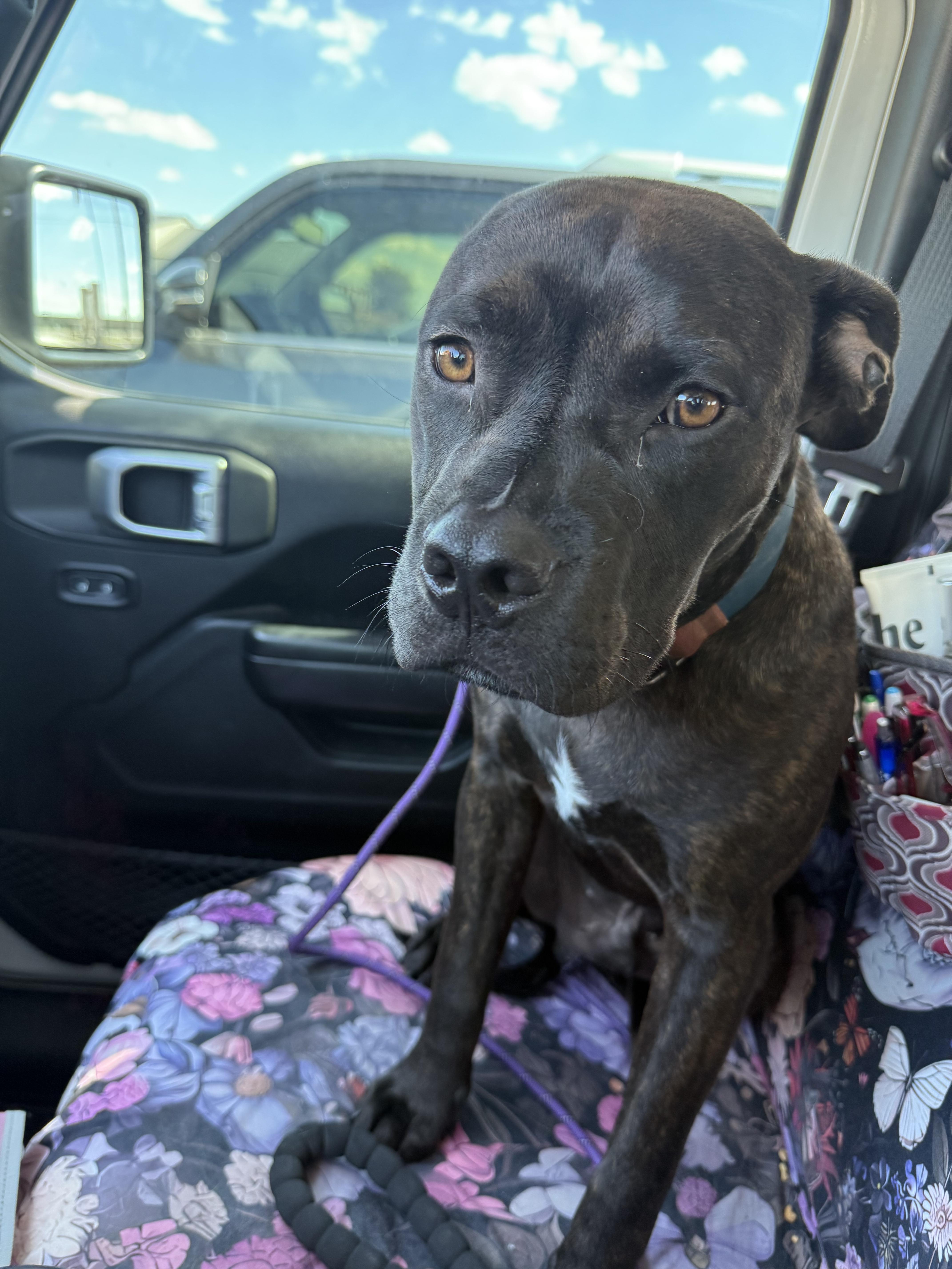Boomer GDP, a Adoptable Staffordshire Bull Terrier in Denton, TX image 3/3