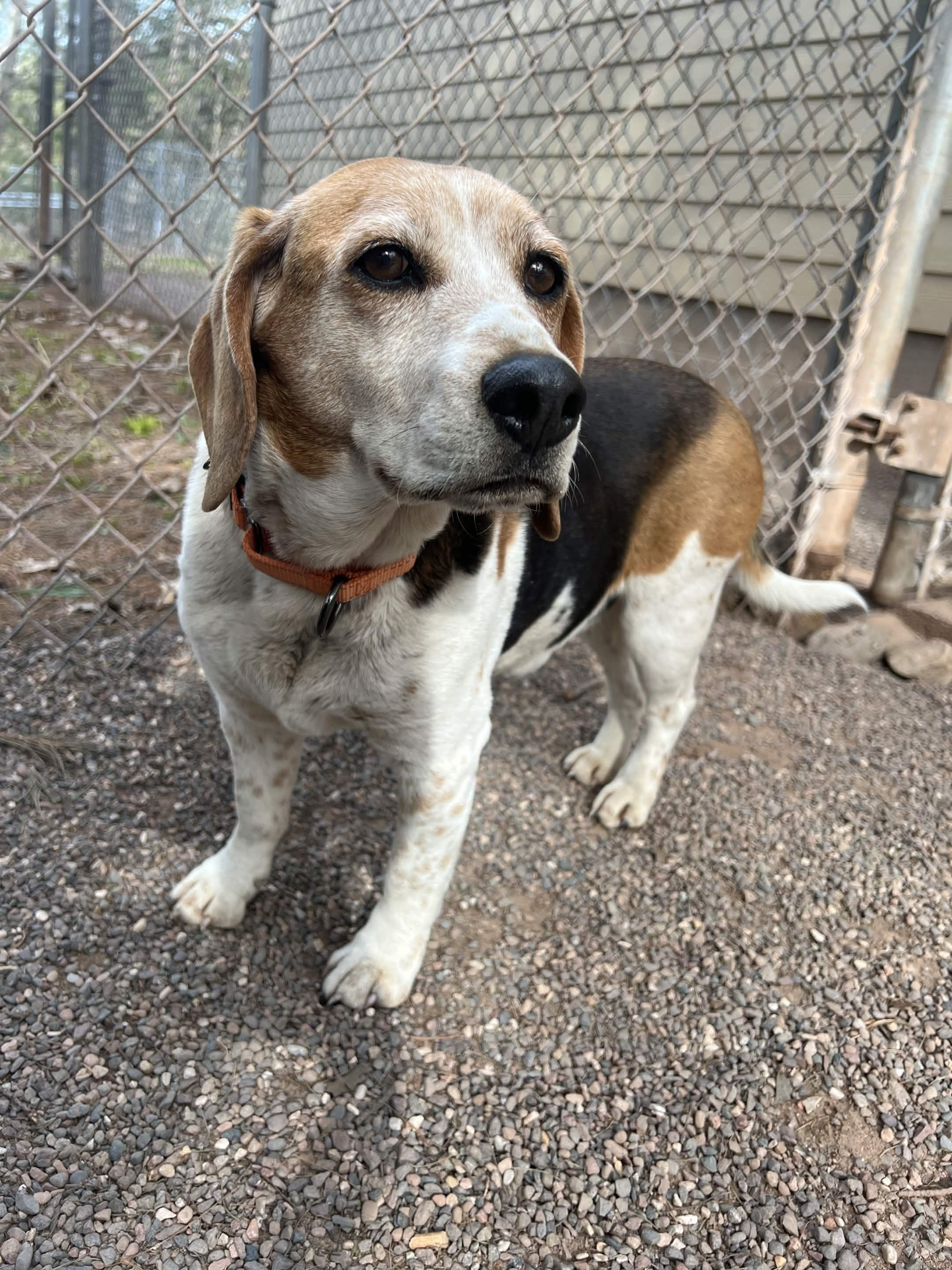 Enlarge Beetle, an adopted Beagle in Houghton, MI image 1/2