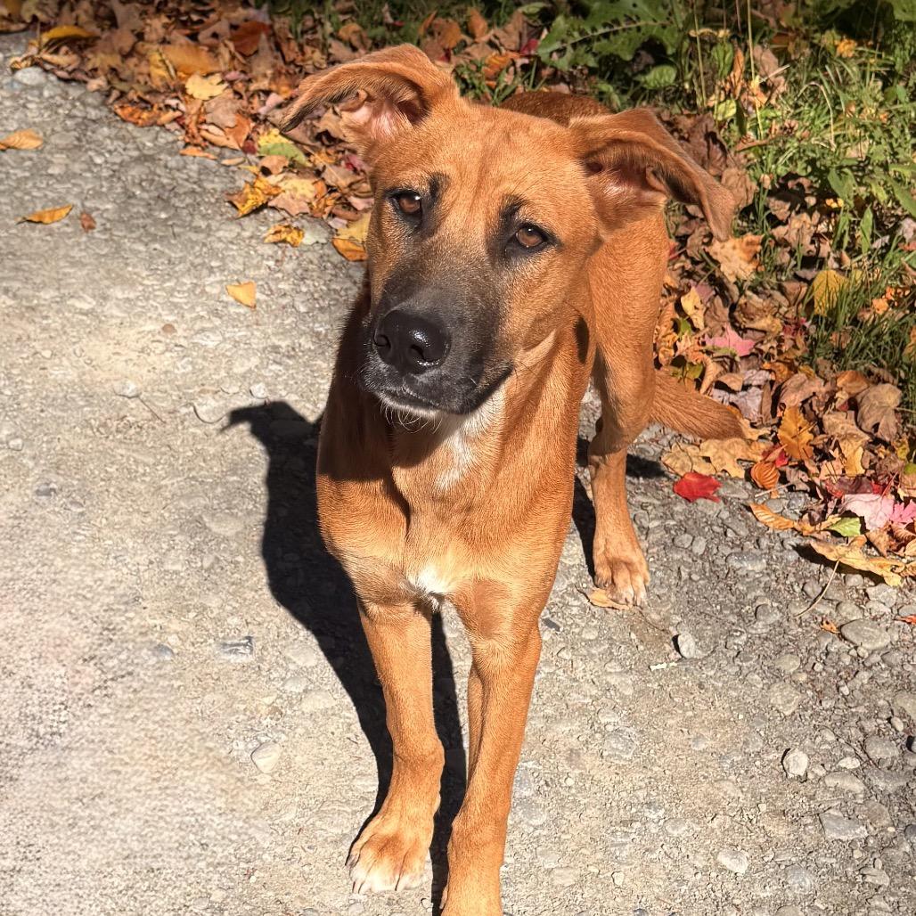 Enlarge Treason, a Adoptable Black Mouth Cur in Milford, NY image 1/3