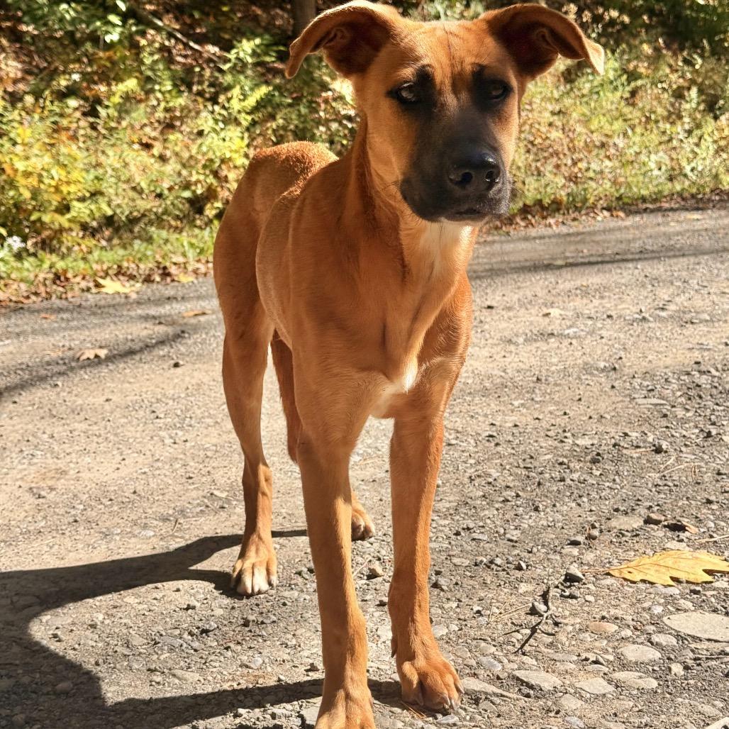 Enlarge Treason, a Adoptable Black Mouth Cur in Milford, NY image 2/3