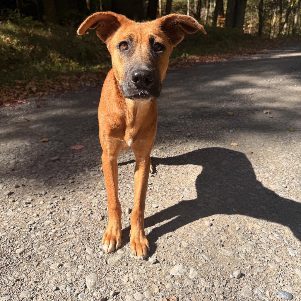 Enlarge Treason, a Adoptable Black Mouth Cur in Milford, NY image 3/3
