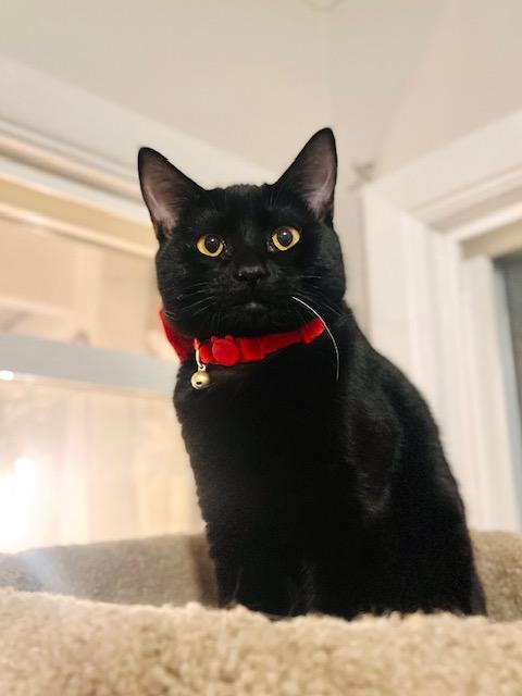 Baila, Adoptable, Young Female Domestic Short Hair.