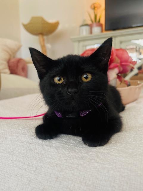 Baila, a Adoptable Domestic Short Hair in Great Falls, MT image 2/2