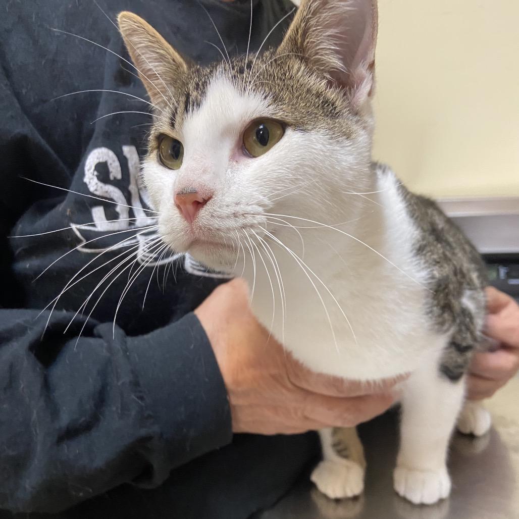 Enlarge Miko, a Adoptable Domestic Short Hair in Monroe, LA image 1/1