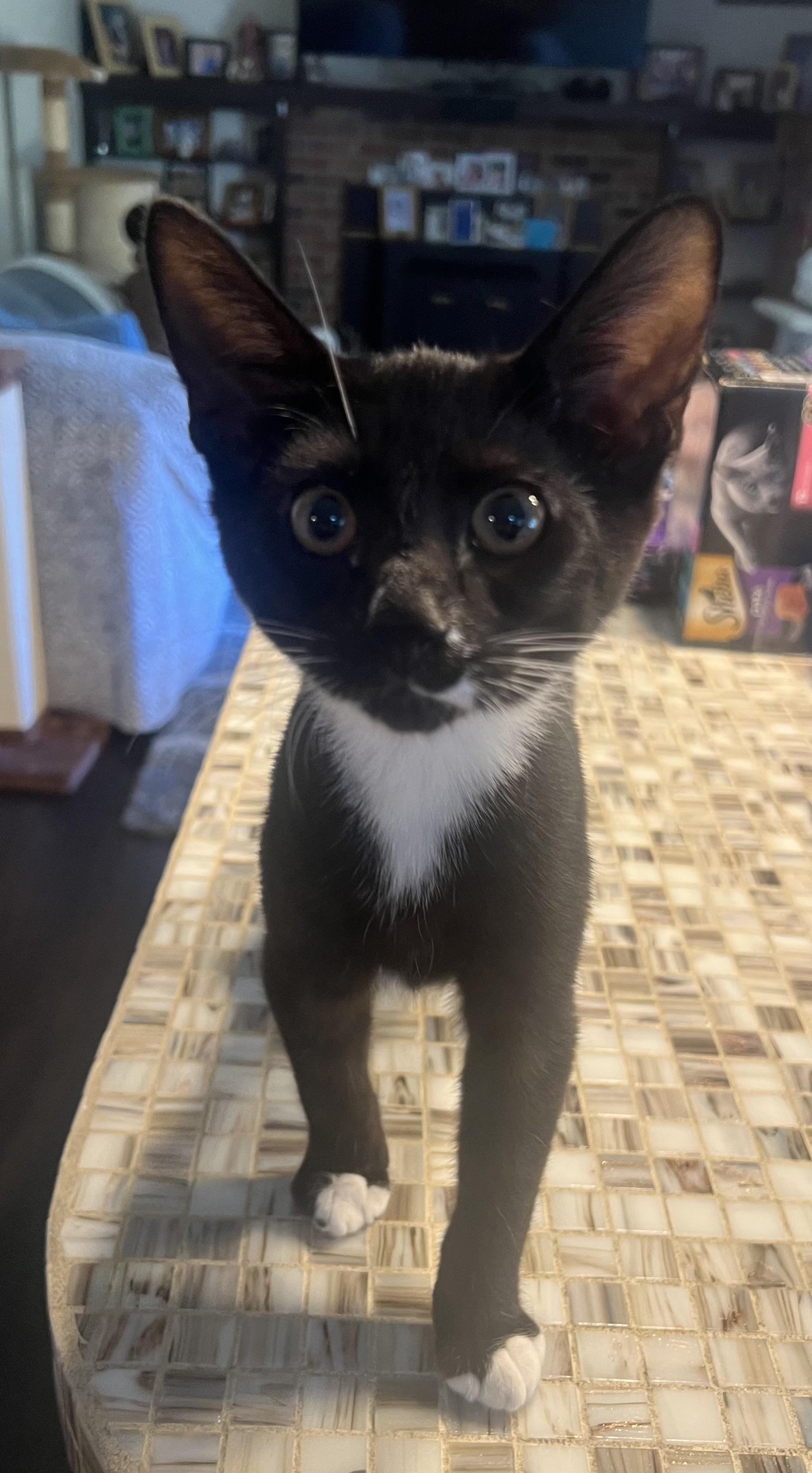 Matcha, a Adoptable Domestic Short Hair in Reynoldsburg, OH image 2/2