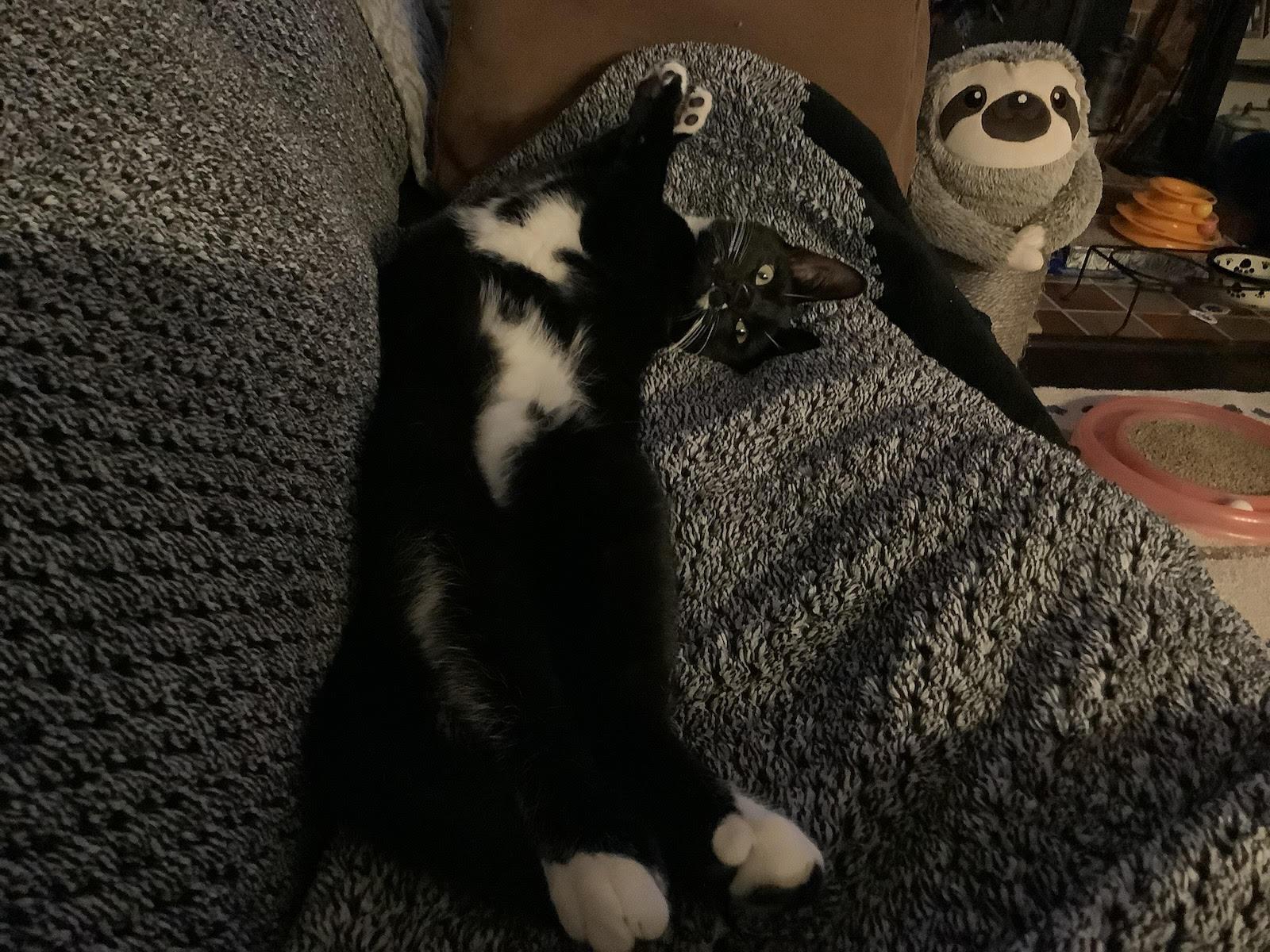 Matcha, Adoptable, Young Male Domestic Short Hair.