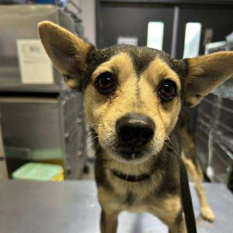 Enlarge Bandit, a ADOPTABLE mixed breed in Bend, OR image 6/6