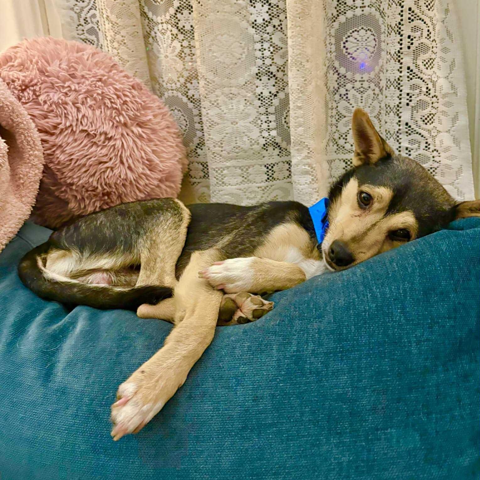 Bandit, ADOPTABLE, Young Male Chihuahua.