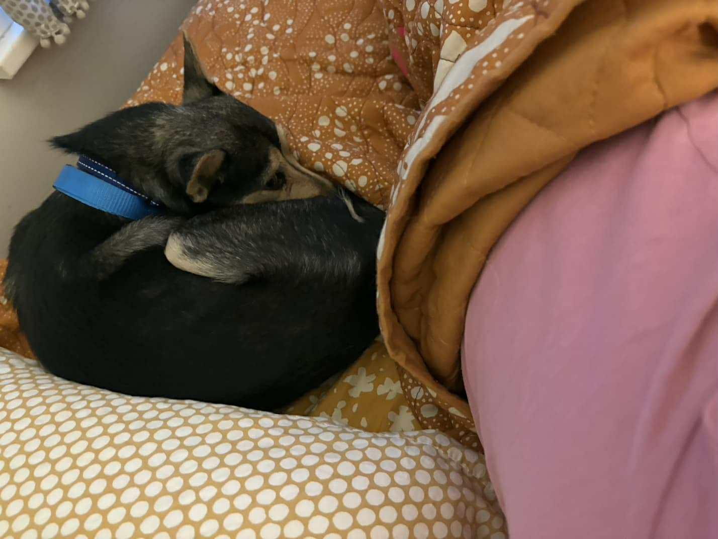 Enlarge Bandit, a ADOPTABLE mixed breed in Bend, OR image 5/6