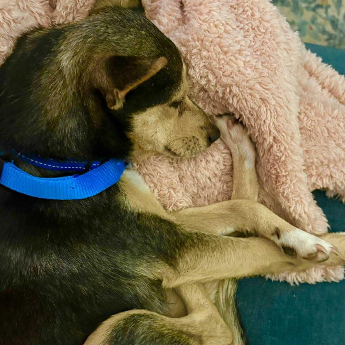 Enlarge Bandit, a ADOPTABLE mixed breed in Bend, OR image 2/6