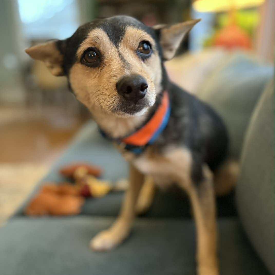 Enlarge Bandit, a ADOPTABLE mixed breed in Bend, OR image 3/6