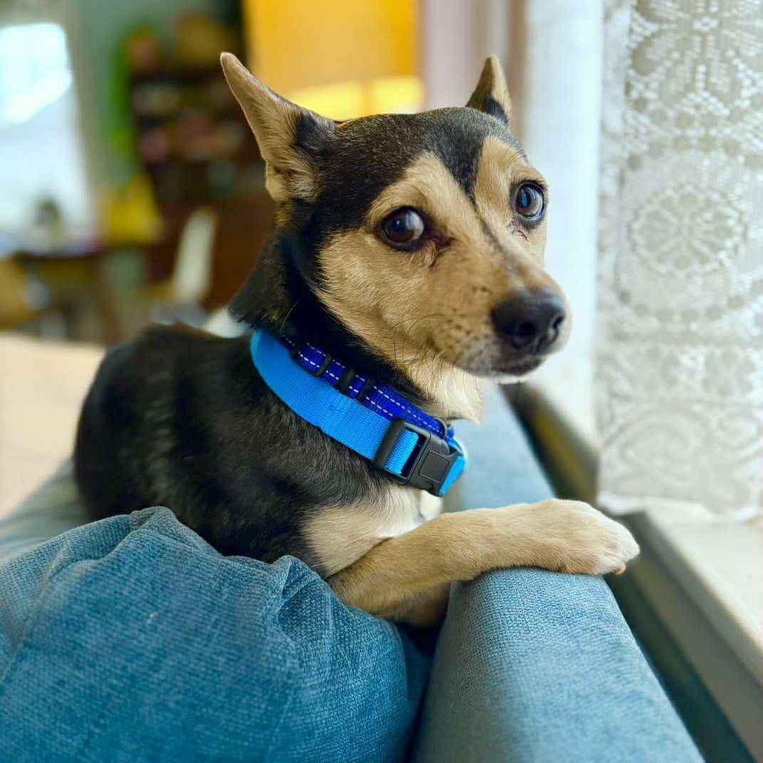 Enlarge Bandit, a ADOPTABLE mixed breed in Bend, OR image 4/6