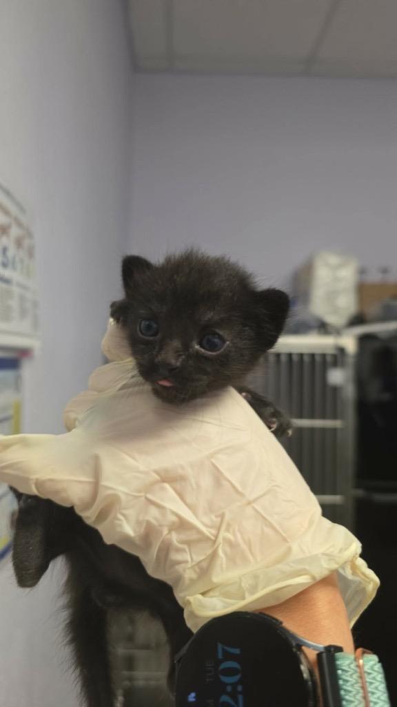 Dijon, Adoptable, Kitten Male Domestic Short Hair.