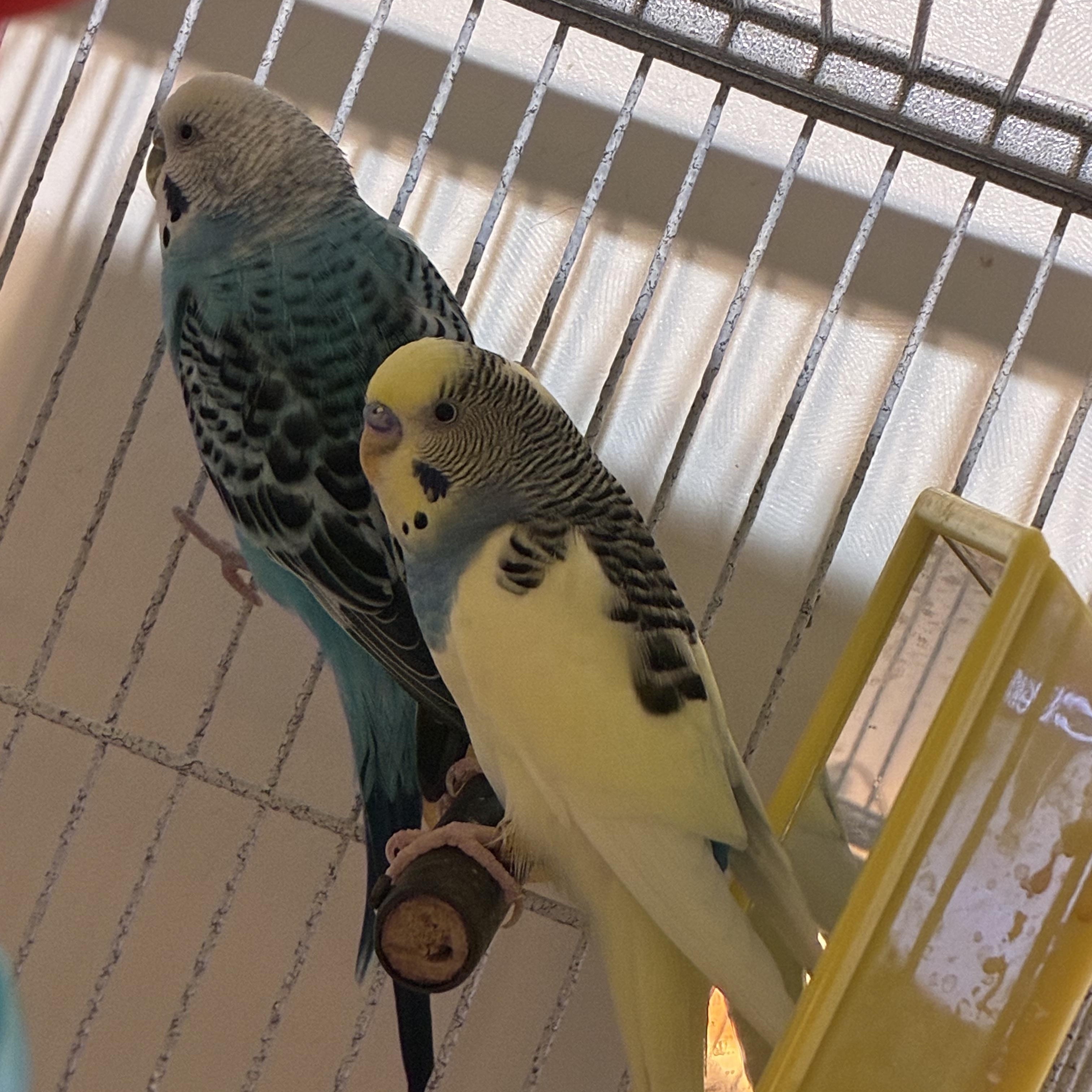 Enlarge Mango & Sky, a Adoptable Parakeet (Other) in Alvarado, TX image 1/2
