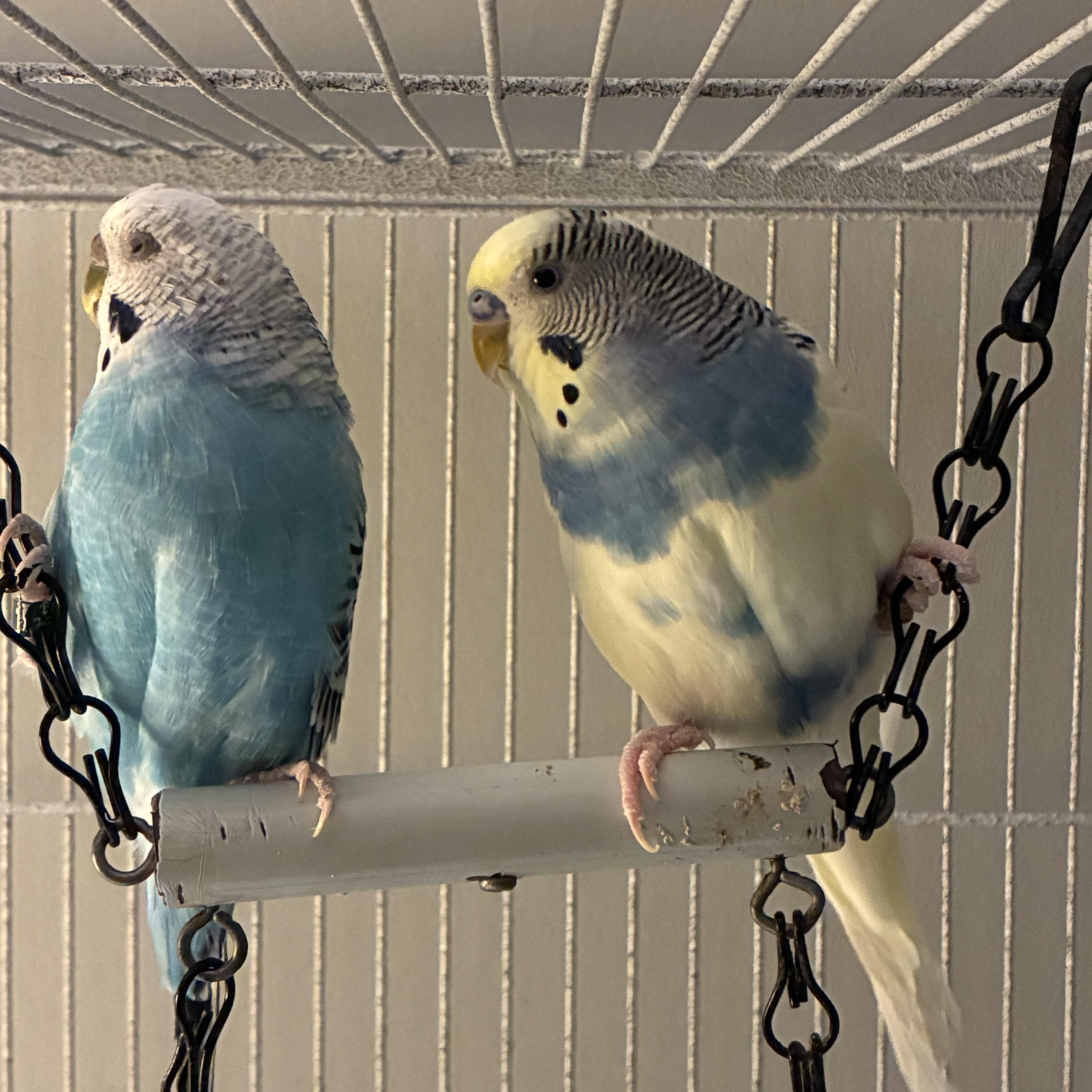 Enlarge Mango & Sky, a Adoptable Parakeet (Other) in Alvarado, TX image 2/2