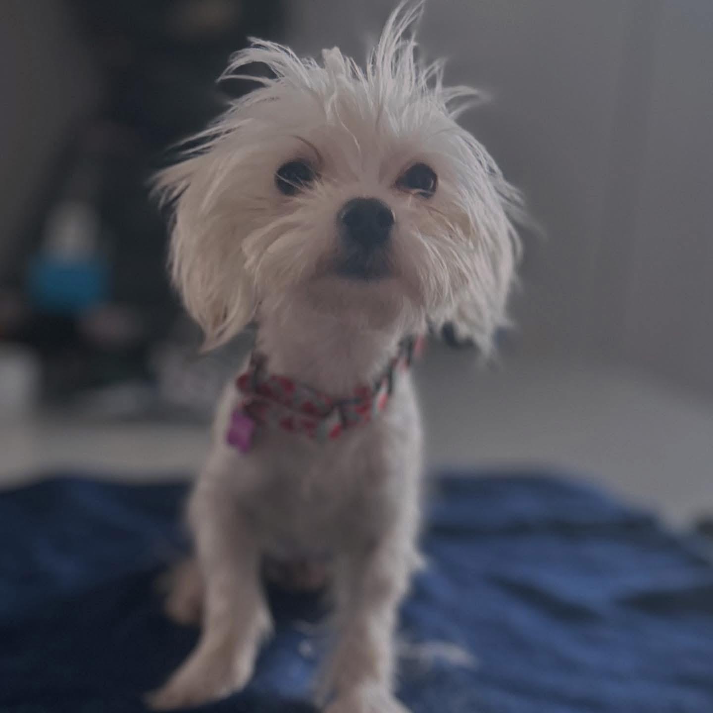 Skip, adopted, Adult Male Maltese & West Highland White Terrier / Westie.