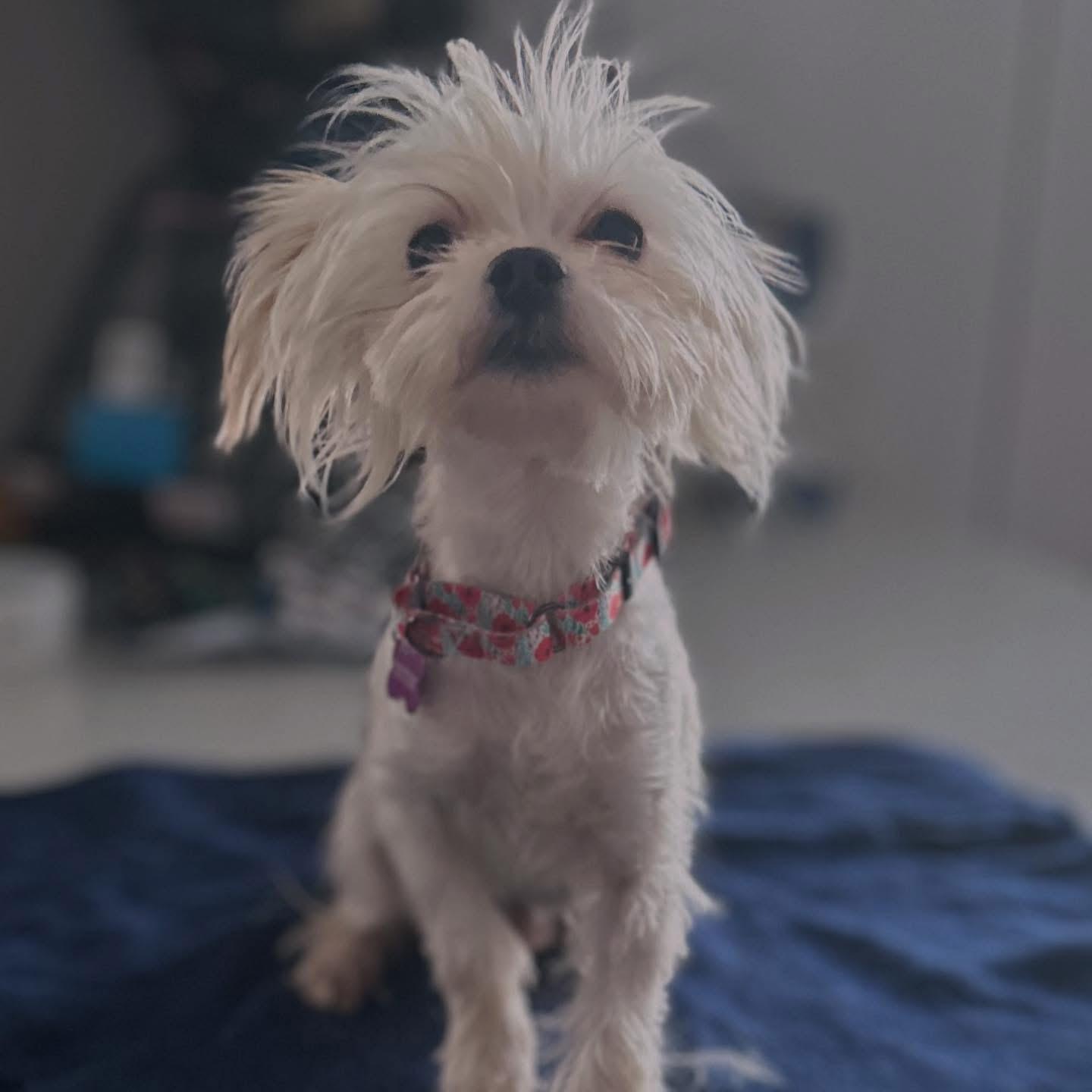 Skip, an adopted mixed breed in West Falls, NY image 2/2