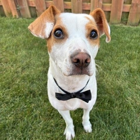 Enlarge Buddy, a Adoptable mixed breed in Algonquin, IL image 3/6