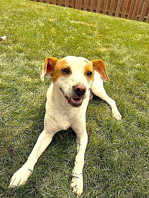 Enlarge Buddy, a Adoptable mixed breed in Algonquin, IL image 5/6
