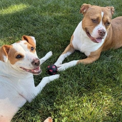 Enlarge Buddy, a Adoptable mixed breed in Algonquin, IL image 6/6