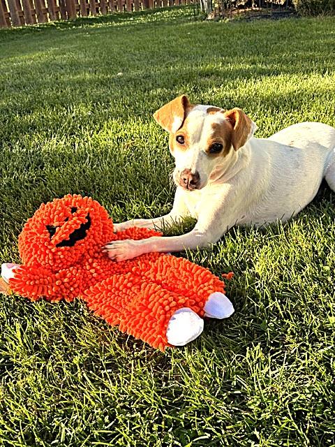 Enlarge Buddy, a Adoptable mixed breed in Algonquin, IL image 1/6