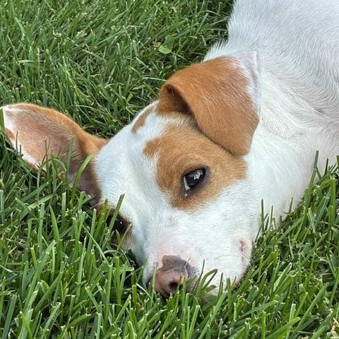 Enlarge Buddy, a Adoptable mixed breed in Algonquin, IL image 2/6
