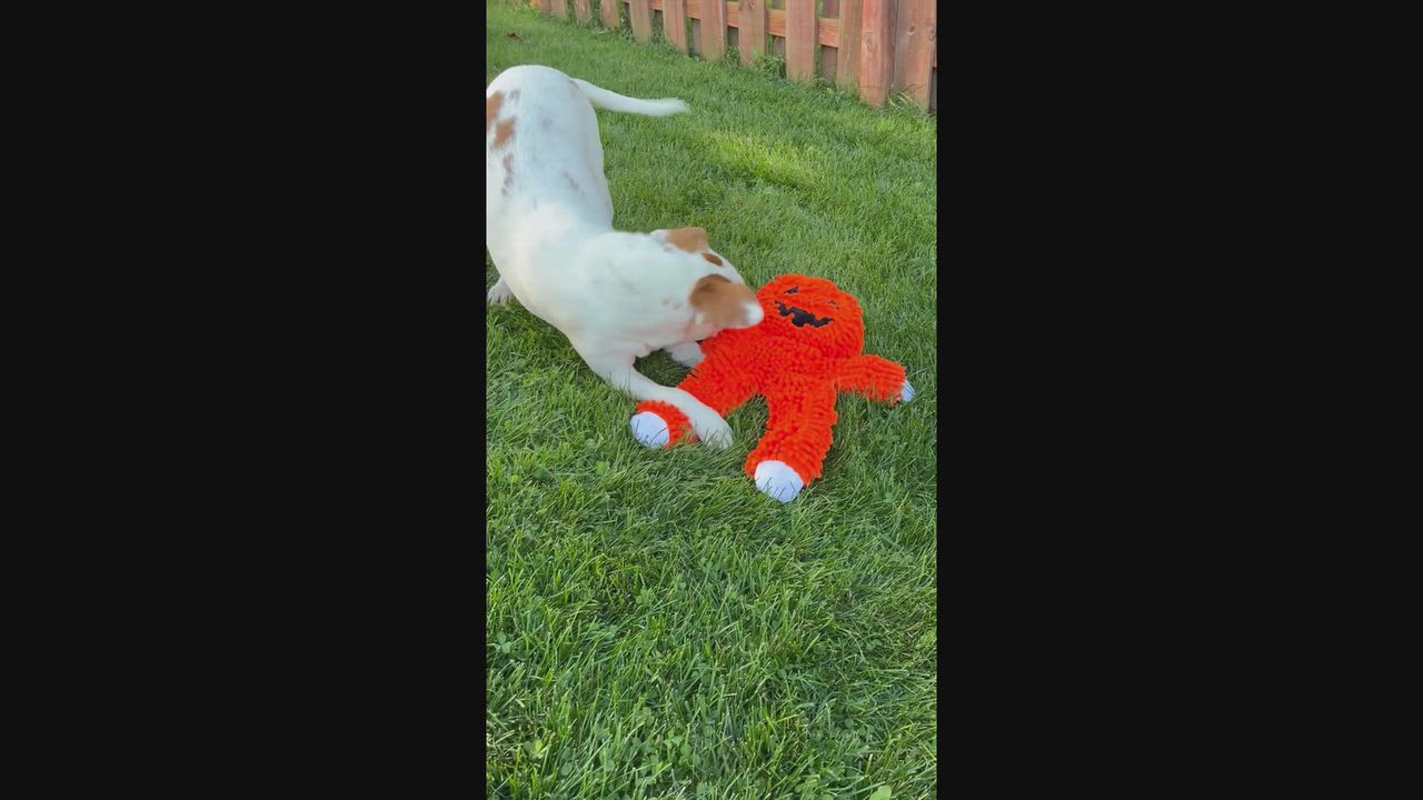Enlarge Buddy, a Adoptable mixed breed in Algonquin, IL video 4/6