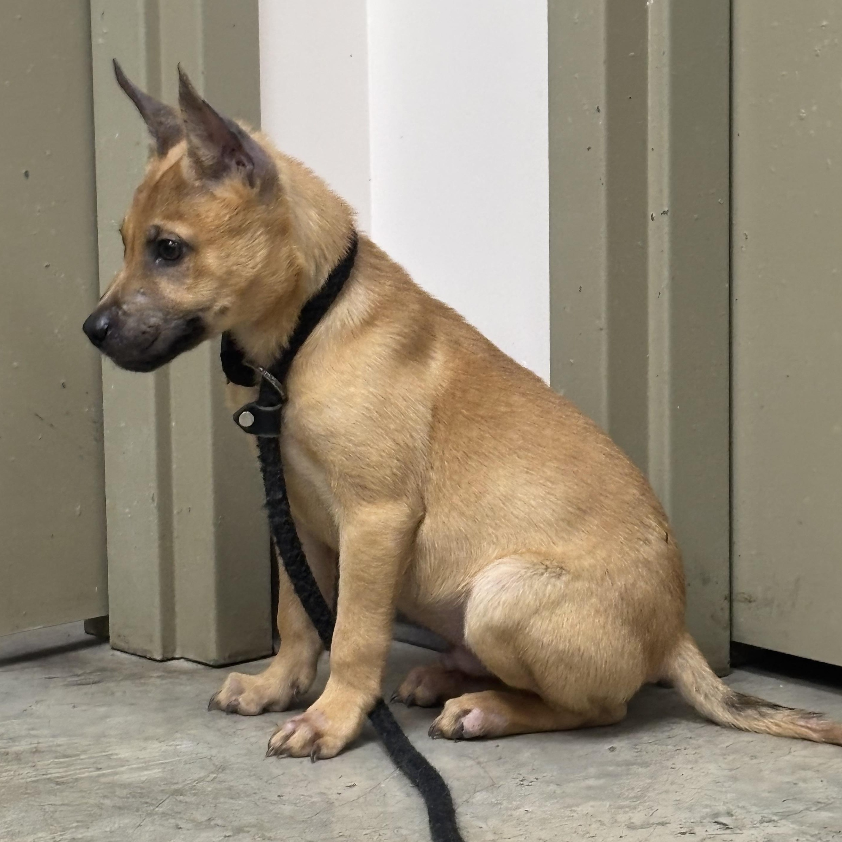 Rocco, adoptable, Puppy Male Shepherd.