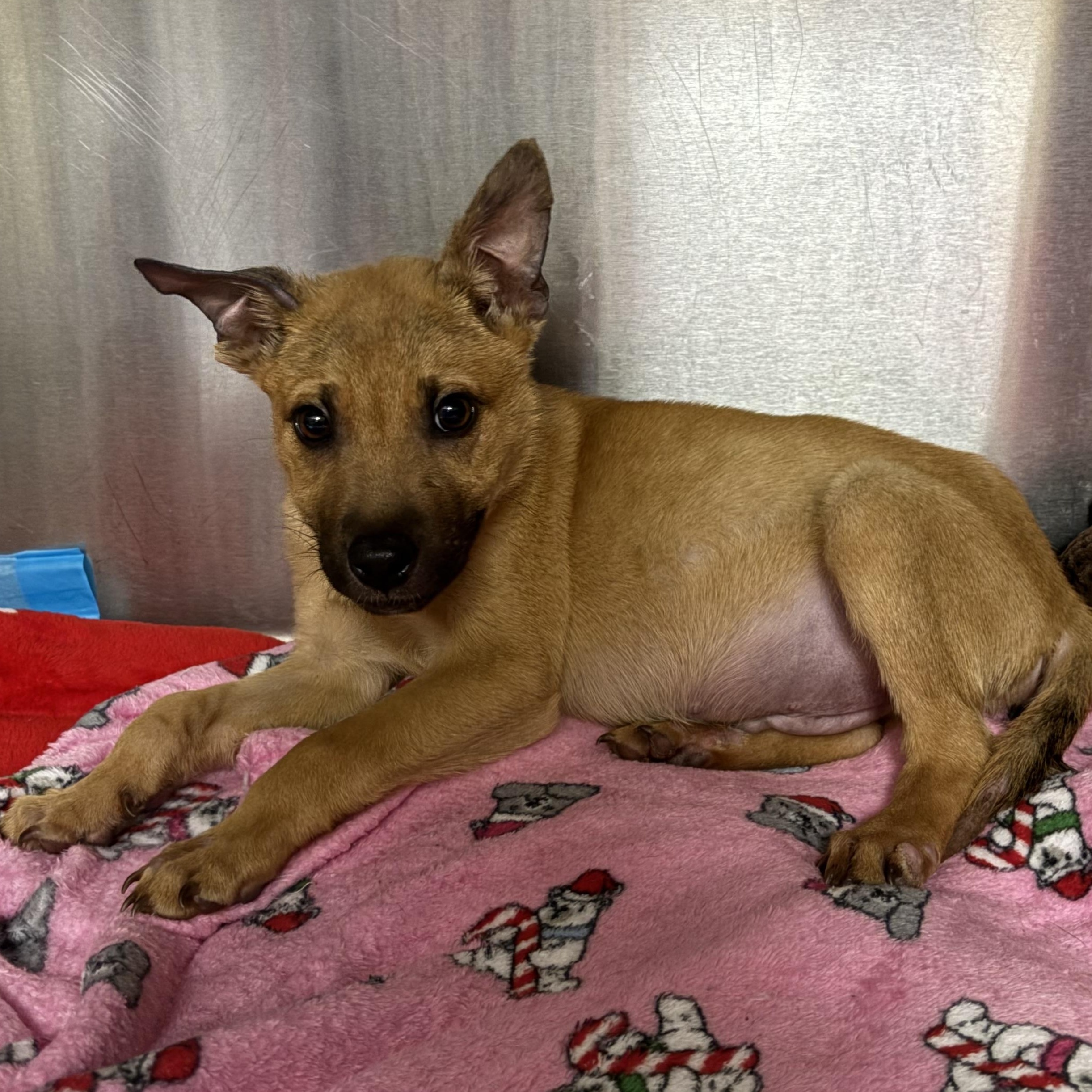 Enlarge Rocco, an adoptable mixed breed in Collierville, TN image 3/3